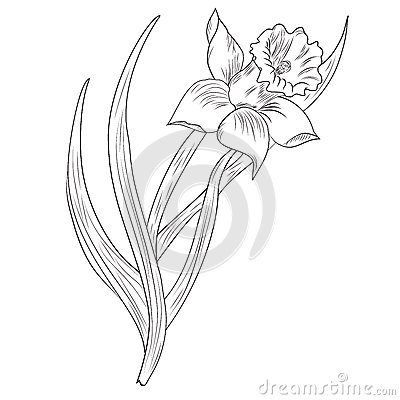 tatouage fleur jonquille