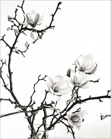 tatouage fleur magnolia