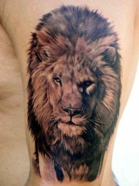 tatouage lion omoplate