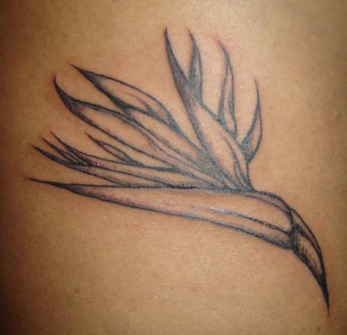 tatouage oiseau du paradis